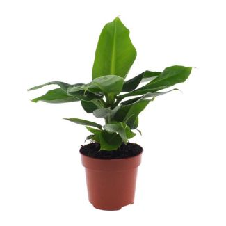 Musa Oriental Dwarf – Bananenplant – Ø12cm – ↕25cm