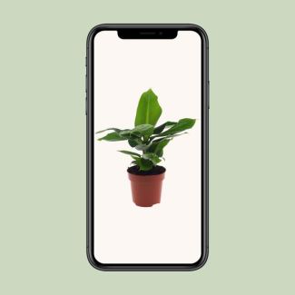 Musa Oriental Dwarf – Bananenplant – Ø12cm – ↕25cm