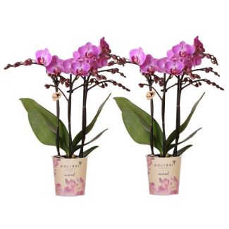 2 Stuks Vlinderorchideeën Vienna