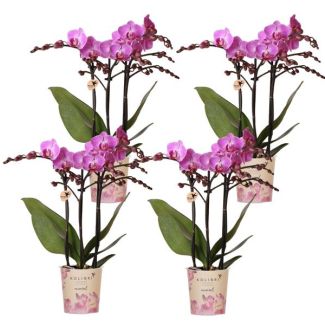 4 Stuks Vlinderorchideeën Vienna