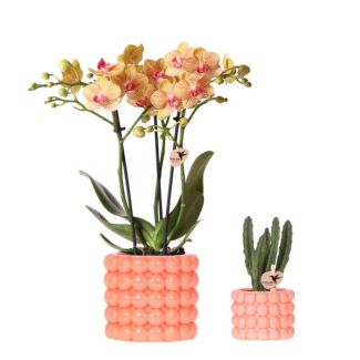 Vlinderorchidee Jamaica + succulent in Poppy pot oranje