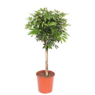 Schefflera - Moderne plant op stam - 150 cm - Glanzende groene bladeren