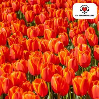 Tulpenbollen  Dafeng, Kleur Oranje, Grootbloemige Tulp, Voor Tuin of Pot, 1 zak a 20 stuks