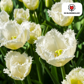 Tulpenbollen Honeymoon, Kleur SneeuwWit, Gekartelde bloemenrand, Voor Tuin of Pot, 1 zak a 20 stuks