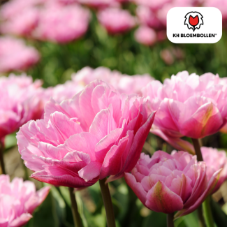 Tulpenbollen Columbus, Kleur Roze-Witte ,Dubbele PioenTulp, Voor Tuin of Pot, 1 zak a 20 stuks
