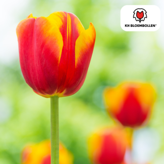 Tulpenbollen  Dow Jones, Kleur Rood, Geel ,Gestreepte Bloem, Voor Tuin of Pot, 1 zak a 20 stuks