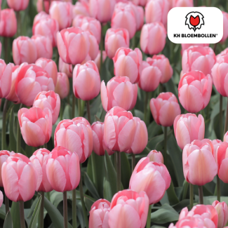 Tulpenbollen  Apricot Delight, Kleur Lichte Zalm-Roze, Abrikoos tinten,Elegante Tulp, Voor Tuin of Pot, 1 zak a 20 stuks