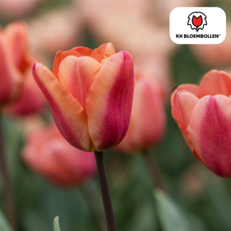 Tulpenbollen  Apricot Foxx, Kleur Zalm-Roze, Abrikoos tinten,Elegante Tulp, Voor Tuin of Pot, 1 zak a 20 stuks