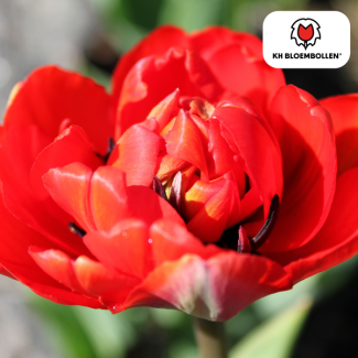 Tulpenbollen  Bombastic Red, Kleur Rood, PioenTulp, Voor Tuin of Pot, 1 zak a 20 stuks