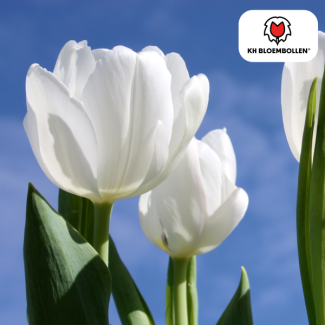 Tulpenbollen Catherina, Kleur Ivoor Wit, Serene en luxe uitstraling, Voor Tuin of Pot, 1 zak a 20 stuks