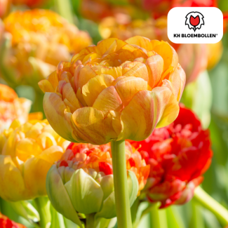 Tulpenbollen Gudoshnik Double ,Kleur Geel -Oranje -Rood , Dubbelbloemige Tulp, Voor Tuin of Pot, 1 zak a 20 stuks