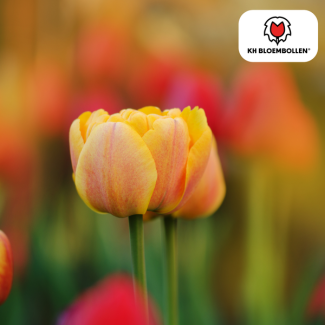 Tulpenbollen  Icoon,Kleur Zalmrose , licht Oranje, Dubbelbloemige Tulp, Voor Tuin of Pot, 1 zak a 20 stuks