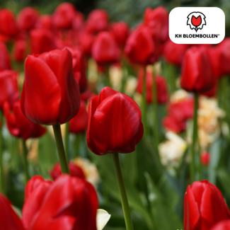 Tulpenbollen Ile de France,Kleur Diep Rood, Elegante Tulp, Voor Tuin of Pot, 1 zak a 20 stuks