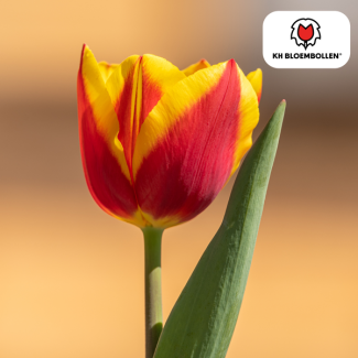 Tulpenbollen Jan Seignette,Kleur Rood, Geel, Voor Tuin of Pot, 1 zak a 20 stuks