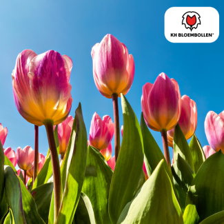 Tulpenbollen Light and Dreamy, Pastelkleuren Licht Perzik, Zacht Roze, RoomWit, Romantische Uitstraling, Voor Tuin of Pot, 1 zak a 20 stuks