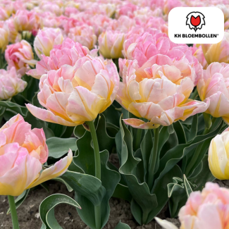 Tulpen Password, Kleur Zacht Licht Roze, Dubbelbloemige Tulp, Romantische Uitstraling, Voor Tuin of Pot, 1 zak a 20 stuks