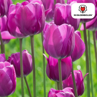 Kado Tip! Tulpen Purple Prince, Kleur Paars-Violet,  Opvallend luxe en Mystiek, Voor Tuin of Pot, 1 zak a 20 stuks
