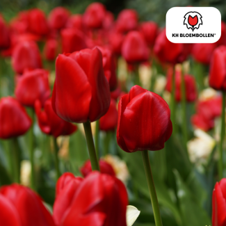 Kado Tip! Tulpen Seadov, Kleur Dieprood,  Opvallend Gekartelde Rand, Voor Tuin of Pot, 1 zak a 20 stuks