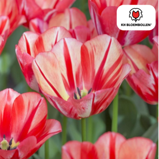 Kado Tip! Tulpen Spring Break, Kleur Rood-Oranje,  Vurig & Opvallend, Voor Tuin of Pot, 1 zak a 20 stuks