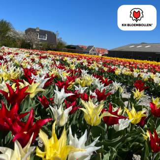 Kado Tip! Tulpen Tres Chic Mix , Kleur Rood, Geel en Wit, Samengestelde Mix, Voor Tuin of Pot, 1 zak a 20 stuks