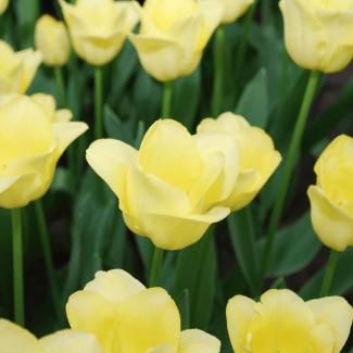Kado Tip! Tulpen World friendship, Bloem Zacht Geel,  Mooi Elegant, Voor Tuin of Pot, 1 zak a 20 stuks