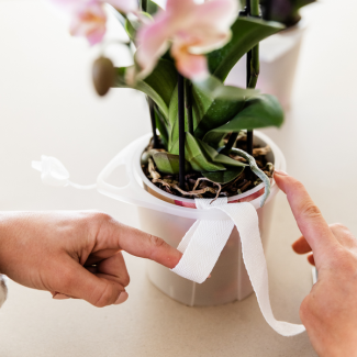 Kolibri Orchids | oranje orchideeënset in Como dish incl. waterreservoir | drie oranje orchideeën Bolzano 9cm | Mono Bouquet oranje met zelfvoorzienend waterreservoir