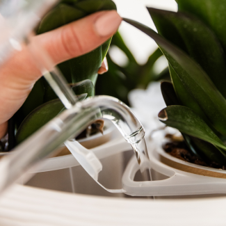 Kolibri Orchids | Witte orchideeënset in Como dish incl. waterreservoir | drie witte Niagara Falls orchideeën 12cm | Mono Bouquet wit met zelfvoorzienend waterreservoir