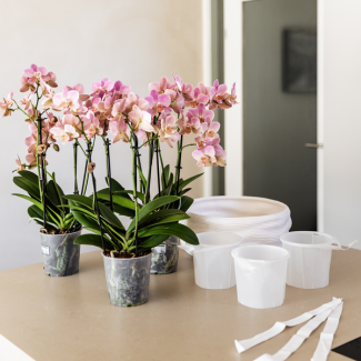 Kolibri Orchids | Witte orchideeënset in Como dish incl. waterreservoir | drie witte Lausanne orchideeën 12cm | Mono Bouquet wit met zelfvoorzienend waterreservoir