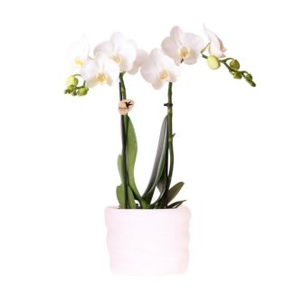 Kolibri Orchids | Witte orchidee Amabilis 9cm in Como pot incl. waterreservoir