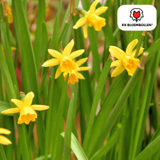De Bekendste Mini-Narcis, Heldergele Bloemen, Zak a 25 stuks, Narcis Tête à Tête