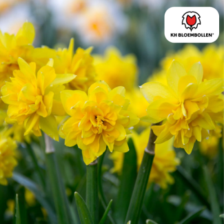 Narcis Tête de Luxe,  Zak a 25 stuks, Narcis Tête de Luxe