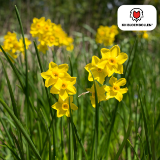 De Baby Boomer Narcis, Geurige Minibol die meerdere gele bloemen geeft., Zak a  25 stuks, Baby Boomer narcis