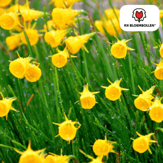 De gouden Bel Narcis, Klokvormige Gele Bloemen, Zak a 25 stuks, Narcis Golden Bells