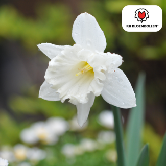 De Witte Mini Narcis, Zak a 20 stuks, Snow Baby Narcis