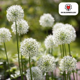 De Sier-ui,  Bolvormige Bloem,  Kleur Wit, zak a 5 stuks, Allium White Giant
