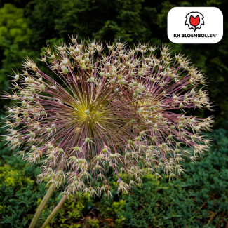 Bijzondere Sier-ui,  Ookwel Vuurwerk Allium,,Bolvormig met Stervormige bloemen,  Kleur Metalic-Paarse Bloemetjes, zak a 5 stuks, Allium Schubertii