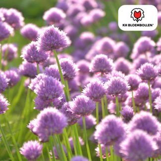 De Sier-ui,  Bolvormige Bloem,  Kleur Zacht Rose tot Lila Tinten, zak a 15 stuks, Allium Carolinianum