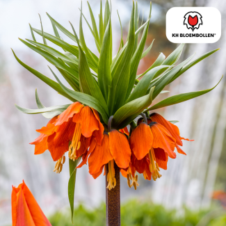 De Keizerskroon, De Ruba, Kleur Rood/Oranje, zak a 5 stuks, Fritillaria/Keizerskroon