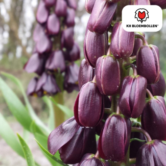 De Keizerskroon, De Purple Favorite , Kleur Diep Paars, zak a 5 stuks, Fritillaria/Keizerskroon