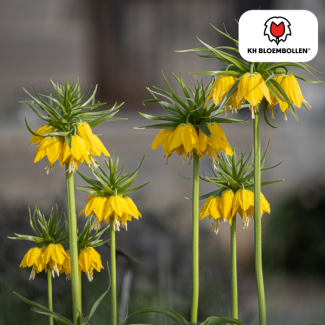De Keizerskroon,De Lutea, Kleur Geel, zak a 5 stuks, Fritillaria/Keizerskroon