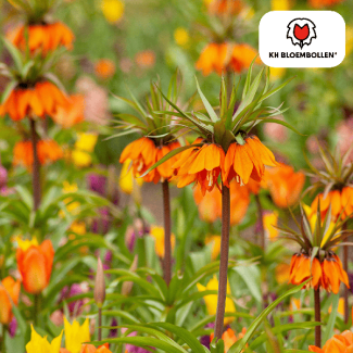 De Keizerskroon, De Garland Star, Kleur Oranje Rood, zak a 5 stuks, Fritillaria/Keizerskroon