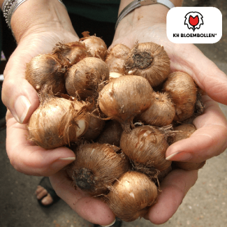 Krokusbollen, Kleur Paars, Vroege Voorjaarspracht, 1 zak a 30 stuks, (Crocus)
