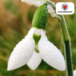 Sneeuwklokjes, Kleur Wit, Vroege Voorjaarspracht, 1 zak a 30 stuks, Galanthus nivalis