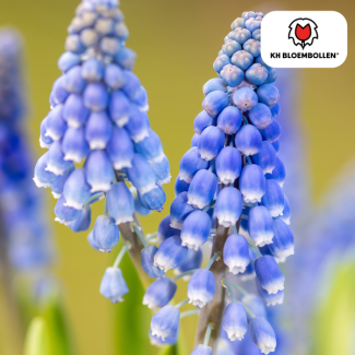 Blauwe Druif, Kleur Blauw, Voorjaarspracht, 1 zak a 20 stuks bollen, Muscari Bleu Moon