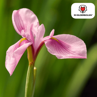 Pink Panther Iris, Kleur Bloem Rose, Voorjaarspracht, 1 zak a 25 stuks bollen