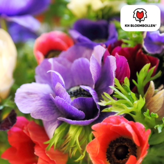 Anemonen Enkele Bloem, Diverse Kleuren, Voorjaarspracht, 1 zak a 30 stuks knollen