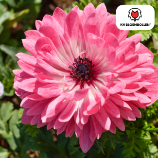 Dubbele Anemonen  Volle Bloem, Diverse Kleuren, Voorjaarspracht, 1 zak a 30 stuks knollen