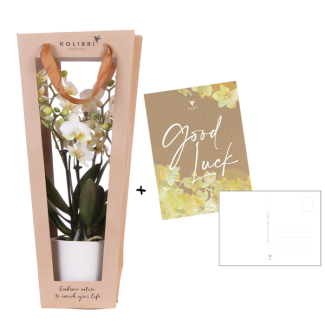 Kolibri Orchids | Planten cadeau veel succes |  Lausanne orchidee met pot  kaart & cadeautas