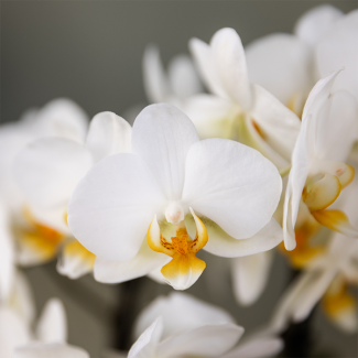 Kolibri Orchids | Planten cadeau veel succes |  Lausanne orchidee met pot  kaart & cadeautas