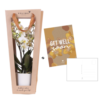 Kolibri Orchids | Planten cadeau beterschap | Lausanne orchidee met pot  kaart & cadeautas